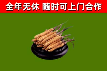 江山回收冬虫夏草